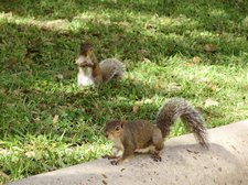 BLOGwebphoto-DowntownSquirrels10252009 [01]